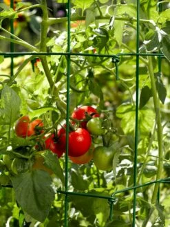 Tomato Cages, Set Of 4 12 Tomato Cages, Set Of 4 -garden Sales Store 34182 588 tif