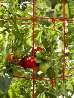 Tomato Cages, Set Of 4 11 Tomato Cages, Set Of 4 -garden Sales Store 34182 592