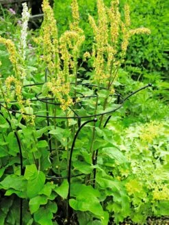 Essex Plant Supports -garden Sales Store 37423 200 tif