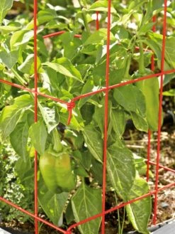 Pepper And Eggplant Cages, Set Of 3 -garden Sales Store 37464 567 tif