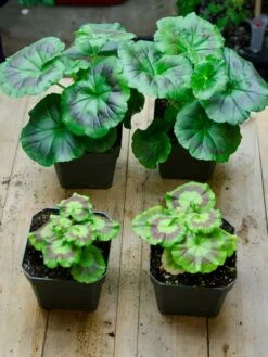 Organic Seed Starting Mix, 6 Quarts 9 Organic Seed Starting Mix, 6 Quarts -garden Sales Store 37808 002E tif