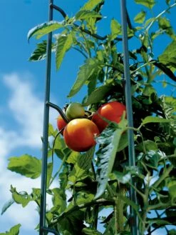 Tomato Ladders, Set Of 3 12 Tomato Ladders, Set Of 3 -garden Sales Store 38184 003E tif
