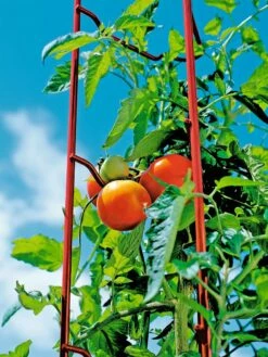 Tomato Ladders, Set Of 3 13 Tomato Ladders, Set Of 3 -garden Sales Store 38185 003E tif