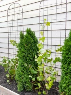 Jardin Flower Trellis 7 Jardin Flower Trellis -garden Sales Store 38689 6002 tif