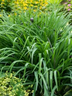 Jardin Bird Cage Support, 26" -garden Sales Store 39 521 0073 tif