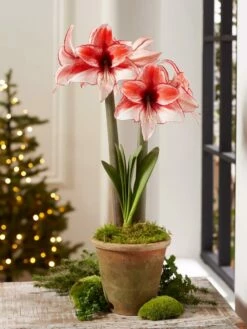 Premium Amaryllis Bulb -garden Sales Store 39 733 Charisma 2021 08 tif