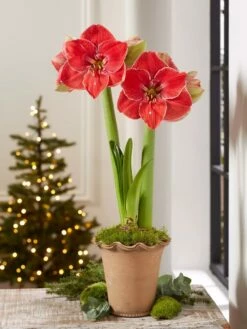 Premium Amaryllis Bulb -garden Sales Store 39 733 MagicalTouch 2021 10 tif