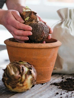 Amaryllis Planting Kit -garden Sales Store 39 733 bagged 2020 05000