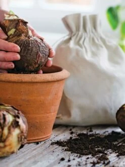 Premium Amaryllis Bulb -garden Sales Store 39 733 bagged 2020 05000 tif