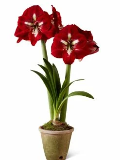 Premium Amaryllis Bulb -garden Sales Store 39733 2020 2002 silo tif
