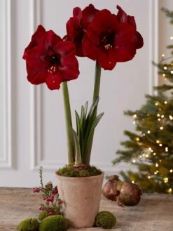Premium Amaryllis Bulb -garden Sales Store 39733 2020 2004 tif