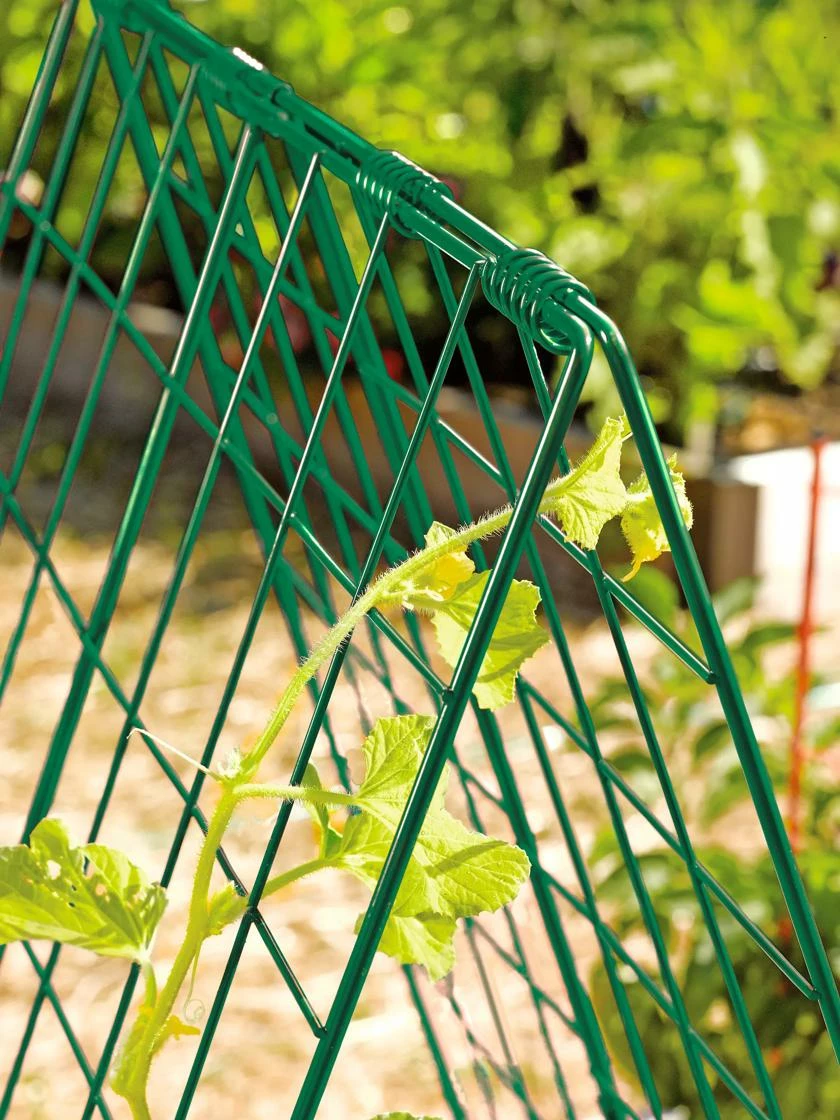 Deluxe Cucumber Trellis 6 Deluxe Cucumber Trellis - Image 4