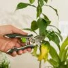 Houseplant Pruner 1 Houseplant Pruner -garden Sales Store 3 4 crop 8612961 0040 houseplant pruner