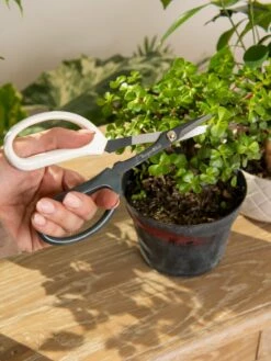 Japanese Pruning Scisssors -garden Sales Store 3 4 crop 8612968 0092