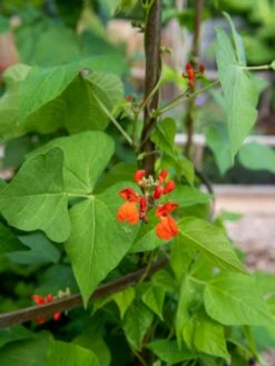 Jardin Tower -garden Sales Store 3 4 crop 8612997 0059