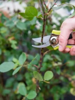 Pocket Pruners -garden Sales Store 8586314 027 tif