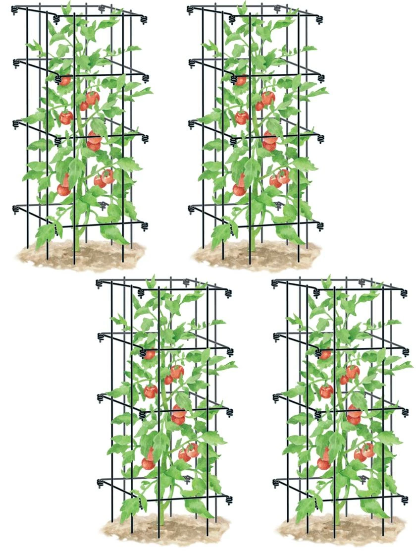 Tomato Cages, Set Of 4 4 Tomato Cages, Set Of 4 - Image 2