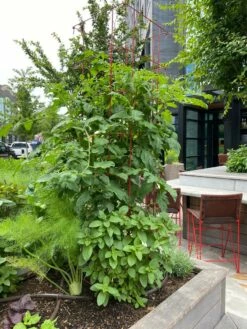 Tomato Towers, Set Of 2 -garden Sales Store 8587041 01IN tif