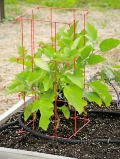 Pepper And Eggplant Cages, Set Of 3 -garden Sales Store 8587048 103 tif