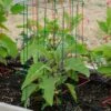 Pepper And Eggplant Cages, Set Of 3 1 Pepper And Eggplant Cages, Set Of 3 -garden Sales Store 8587048 1073 tif