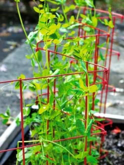 Expandable Pea Trellis -garden Sales Store 8587061 100 tif