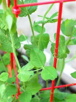 Tall Expandable Pea Trellis -garden Sales Store 8587061 101 tif 1