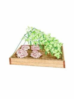 Medium Cucumber Trellis