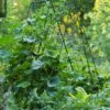 Deluxe Cucumber Trellis -garden Sales Store 8587083 01IN