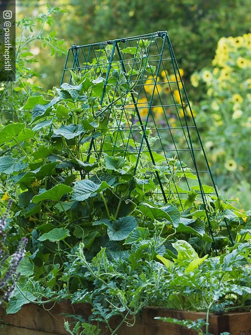 Deluxe Cucumber Trellis 3 Deluxe Cucumber Trellis