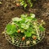 Strawberry Supports, Set Of 6 2 Strawberry Supports, Set Of 6 -garden Sales Store 8587970 1039 tif