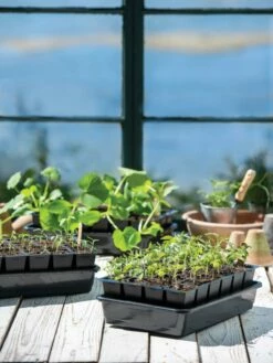 Growease Seed Starter Kit -garden Sales Store 8589987 7871 tif