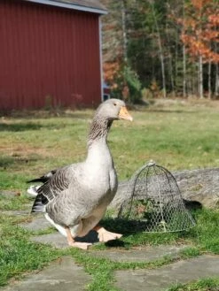 Chicken Wire Cloche 16 Chicken Wire Cloche -garden Sales Store 8590210 01IN tif