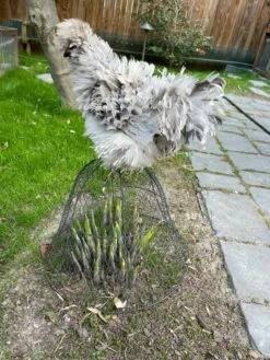 Chicken Wire Cloche 17 Chicken Wire Cloche -garden Sales Store 8590210 02CUST tif