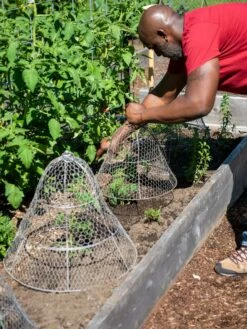 Chicken Wire Cloche With Extension -garden Sales Store 8590210 0442 tif