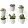 Succulent Terrarium Plant Collection, Set Of 6 1 Succulent Terrarium Plant Collection, Set Of 6 -garden Sales Store 8591769 3597 tif