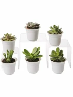 Succulent Terrarium Plant Collection, Set Of 6