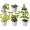 Low Light Terrarium Plant Collection, Set Of 6 2 Low Light Terrarium Plant Collection, Set Of 6 -garden Sales Store 8591770 3595 tif