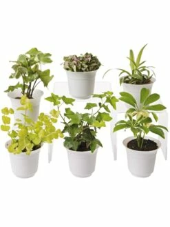 Low Light Terrarium Plant Collection, Set Of 6