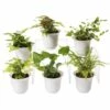 Fern Terrarium Plant Collection, Set Of 6 -garden Sales Store 8591771 3591 tif