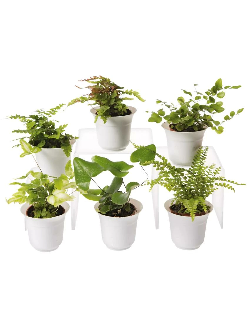 Fern Terrarium Plant Collection, Set Of 6 3 Fern Terrarium Plant Collection, Set Of 6