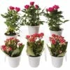 Flowering Terrarium Plant Collection, Set Of 6 2 Flowering Terrarium Plant Collection, Set Of 6 -garden Sales Store 8591772 3594 tif