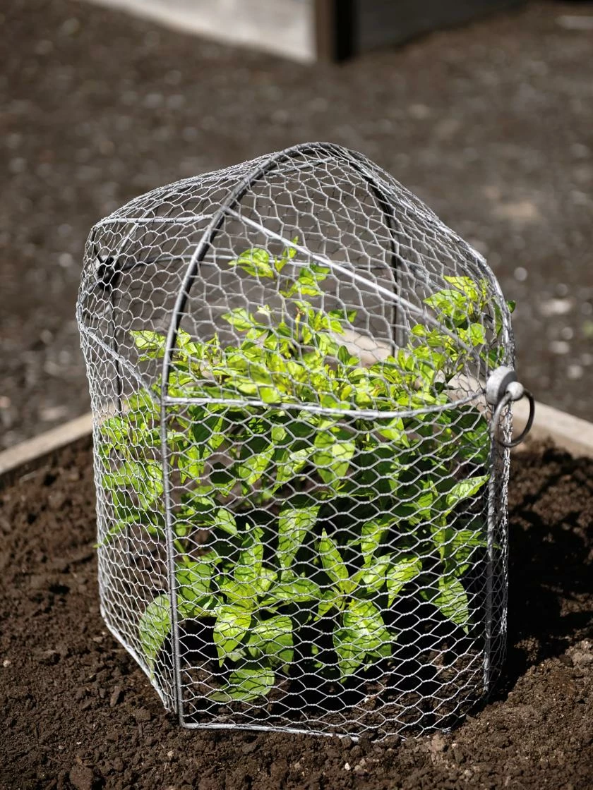 3-in-1 Chicken Wire Cloche 4 3-in-1 Chicken Wire Cloche - Image 2