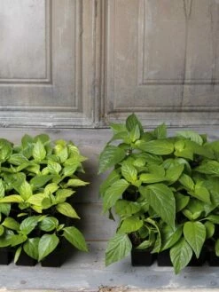 Organic Seed Starting Mix, 6 Quarts 10 Organic Seed Starting Mix, 6 Quarts -garden Sales Store 8592212 002E tif 1