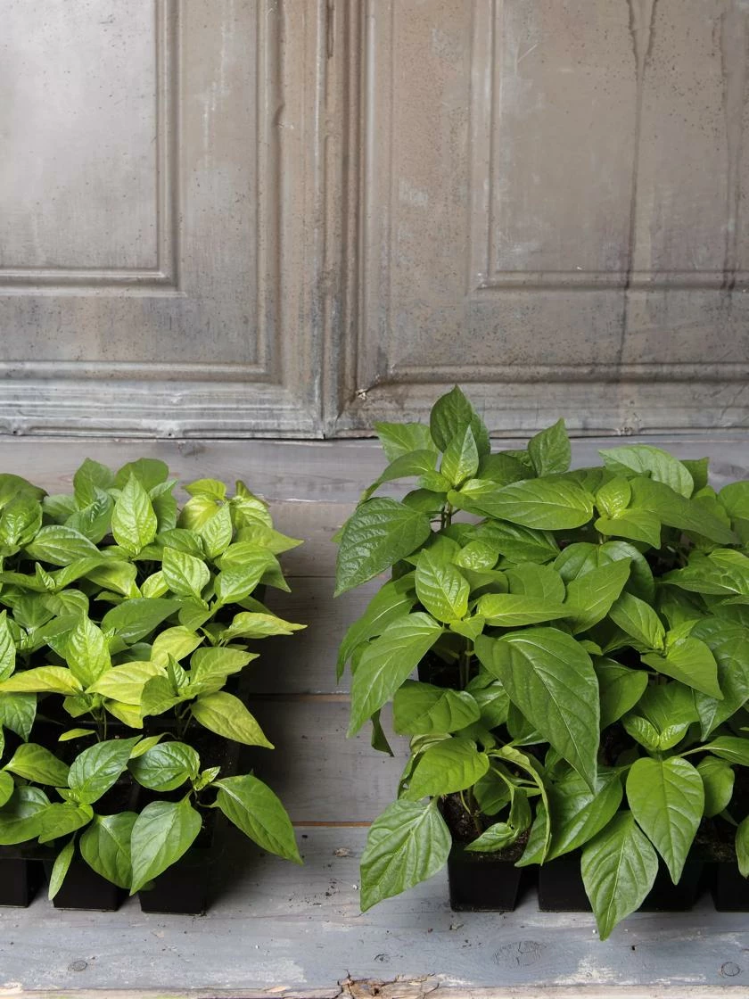 Organic Potting Mix, 20 Quarts 4 Organic Potting Mix, 20 Quarts - Image 2