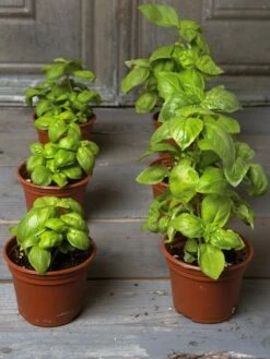 Organic Self-Watering Potting Mix, 20 Qts. -garden Sales Store 8592212 3979 001E tif 3