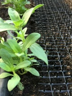 Cat Scat Mat -garden Sales Store 8592448 03CUST tif