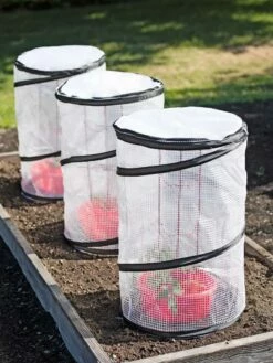 Tomato TLC Kits, Set Of 3