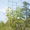 Mammoth Tomato Towers, Set Of 2 2 Mammoth Tomato Towers, Set Of 2 -garden Sales Store 8595740 4437 tif
