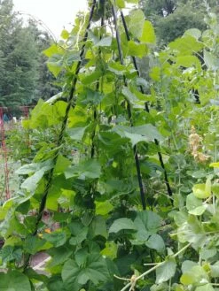 Titan Teepee Trellis -garden Sales Store 8595757 01EMP tif