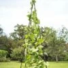 Titan Teepee Trellis -garden Sales Store 8595757 1206 titan teepee cucumber peas beans tif